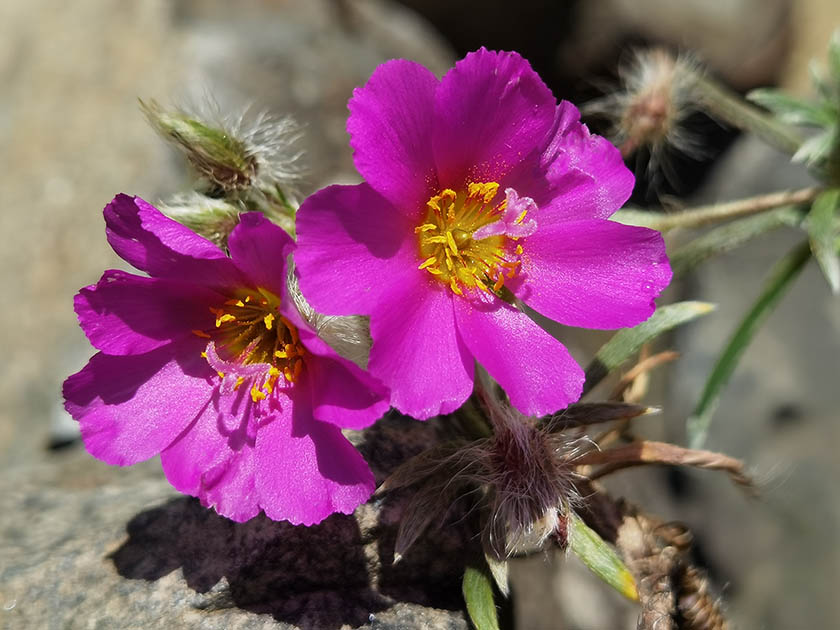Montiopsis sericea